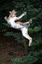 Kung Fu (Big Cats) http://dunway.us: