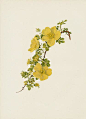 Ellen Willmott Rose Prints 1914 from The Genus Rosa