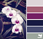 orchid tones