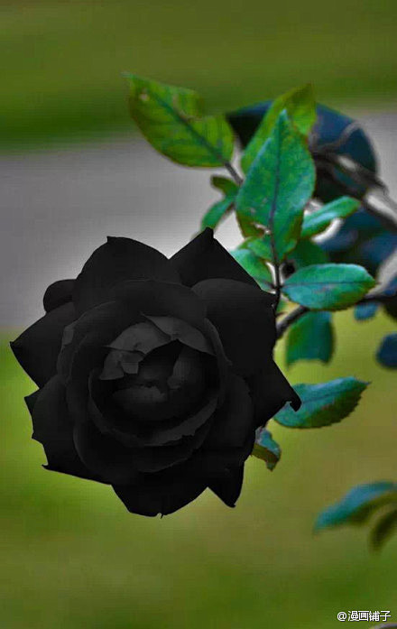 Black Rosevil，全世界最稀有...