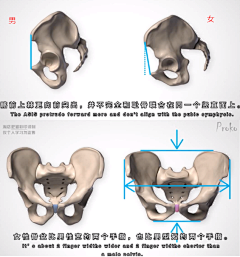 比奇堡的海绵采集到基础 人体