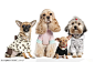 超可爱的四只小宠物狗图片素材，宠物狗吉娃娃等小型犬高清图片，四只蹲坐的小狗背景图片