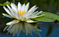 General 2560x1600 nature flowers lily pads reflection water lilies