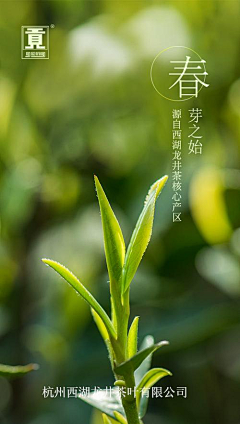 朗哩咯朗采集到茶叶