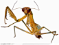 昆虫世界-黄色的螳螂