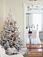 家居设计师尧小姐有一颗弗雷泽冷杉充当的圣诞树为整个客厅定下了主基调。白色的树、白色的礼物盒、白色的墙壁都彰显出了白色的魅力——明亮而又高贵。就如置身于冰天雪地中一般。