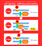 ConceptDraw Samples | Science and education - Biology