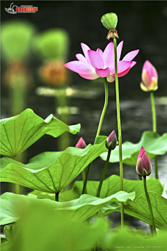 水~仙采集到水仙、植物/花草/系列合成素材