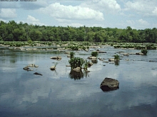 Liulai1101采集到水仙花