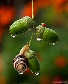 烟雨兰花采集到蝴蝶、昆虫