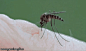 蚊子的吸血过程，直接插入血管啊，这也太恐怖了，看来要好好防蚊才行
