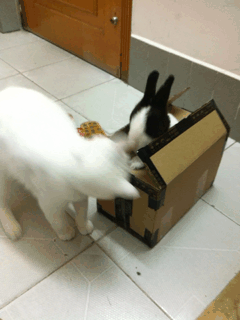 可爱宠物中心：狡猾的喵喵在捉弄兔子。