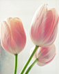 Tulips - I am ready for Spring