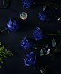 blue rose : blue rose