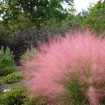 Muhley Grass - tidy ...