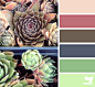 succulent palette