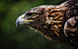 General 1920x1200 Eastern Imperial Eagle nature animals birds eagle