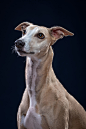 Portrait of Tyler by Elke Vogelsang on 500px