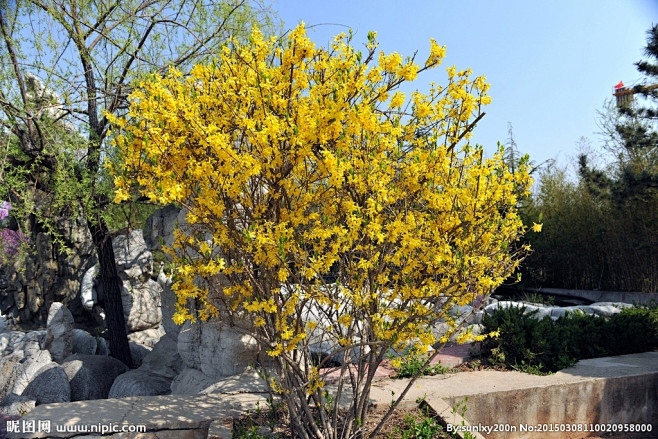 #连翘 Forsythia suspen...