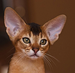 三楼半采集到尤物 —— Abyssinian 阿比西尼亚猫