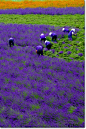 Lavender Days, Hokkaido, Japan - by Uhihi Nahi