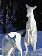 Albino Whitetail Deer