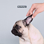 Loulou & Co. 在 Instagram 上发布：“FRUG, HALF FRENCHIE HALF PUG”
狗、汪星人、巴哥
