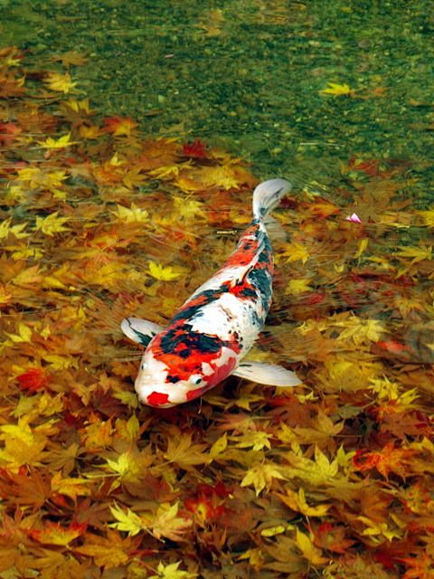 Japanese carp, Koi