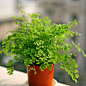 《百合物语》铁线蕨吊兰 绿色盆栽植物 室内花卉 吸收甲醇