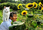 Miyoko Ihara 祖母与猫咪 - 空白杂志 NONZEN.com : 摄影师Miyoko Ihara将镜头对准老祖母和她养的白猫，祖母出门劳作、吃饭、睡觉，猫咪都时刻陪伴，相当有爱。