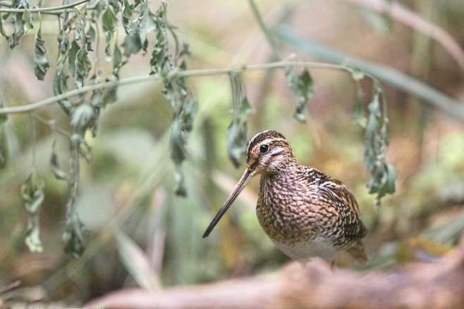 扇尾沙锥 Gallinago galli...