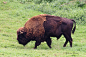 美洲野牛 Bison bison 偶蹄目 牛科 美洲野牛属
Bisonte _动物采下来 #率叶插件，让花瓣网更好用#