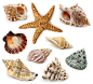高清无水印海螺海星图片下载，素材格式：JPEG，素材关键词：海洋生物,动物图片