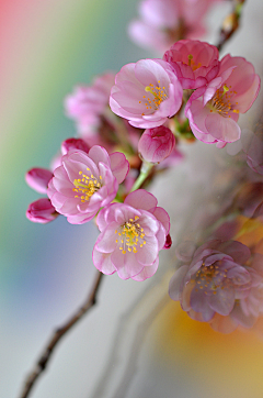 如黑似墨｀采集到花卉素材