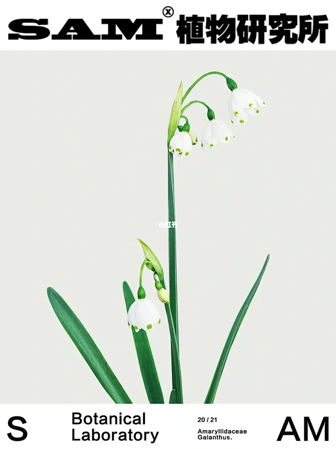 雪片莲｜Leucojum aestivu...