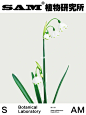 雪片莲｜Leucojum aestivum L.
Leucojum aestivum L.
-
石蒜科雪片莲属球根花卉植物。