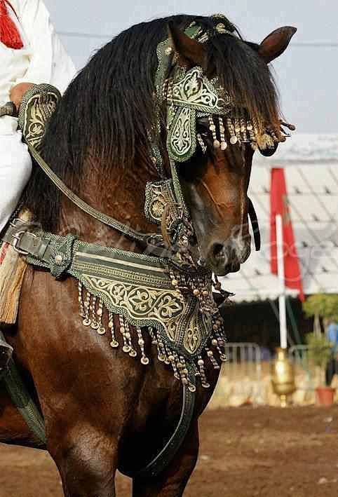 arabian horse in cos...