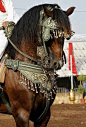 arabian horse in costume