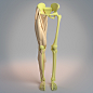 Leg Anatomy, Aleksandrs K : It's them human legs. Same ones as before but easier on the eyes =P
