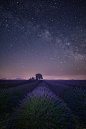 夜色中的薰衣草田 Lavender field at night by Jean-Joaquim Crassous