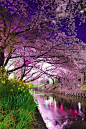 Cherry blossoms, Japan: 