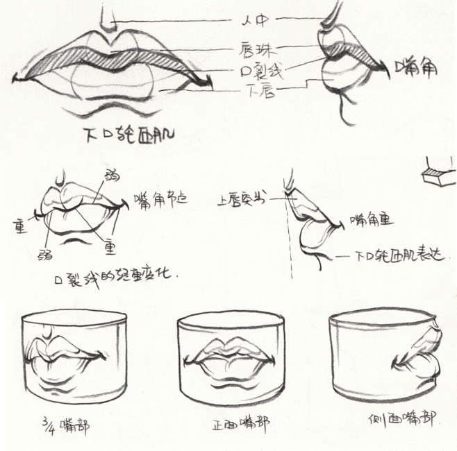 干货分享 | 速写人物之头部骨骼、肌肉、...