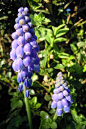 风信子, 花, 蓝色, 观赏植物, 园林植物, 芦笋厂, Traubenförmige 花序, 花序, 钟
