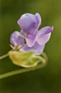 Lathyrus odoratus, blossom
香豌豆