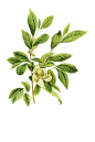 绿色卡通茶树花