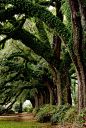 Ancient Oak Trees