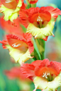 Butterfly Gladiolus