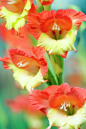 Butterfly Gladiolus    漂亮的剑兰