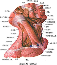 槑ばい采集到肌肉