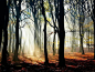 迷失森林 荷兰摄影师沁人心脾的森林摄影套图-第55张